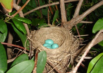 robin eggs