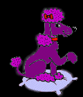 purple poodle