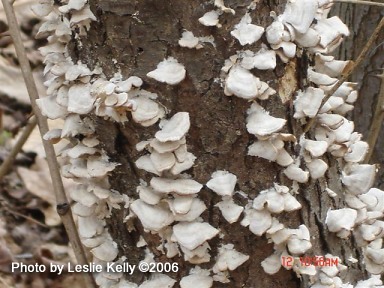 mushrooms growing on tree