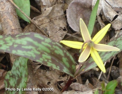 trout lilly