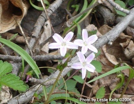 wild flowers