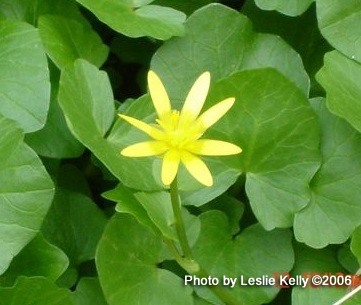 wild flowers